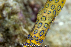Blue-ringed Octopus, Small La Laguna, Puerto Galera by Tobias Reitmayr 